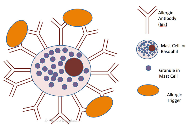 Anaphylaxis | Melbourne Allergy Asthma & Immunology Specialists